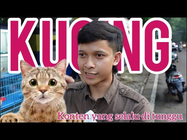 Harga kucing di bandung