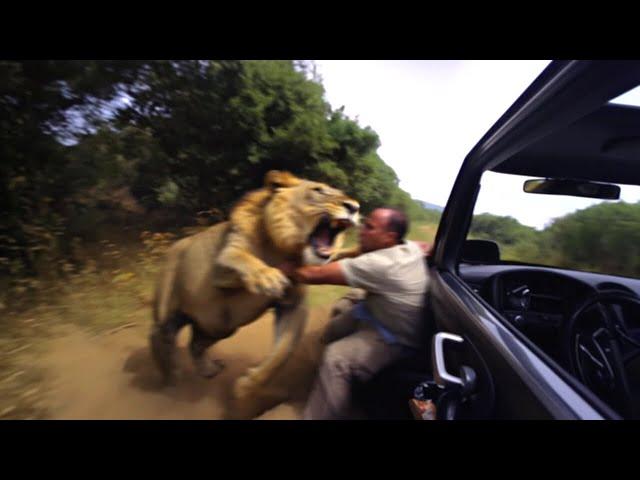 Los Ataques de Animales Más Sangrientos De Toda La Historia MARATON!