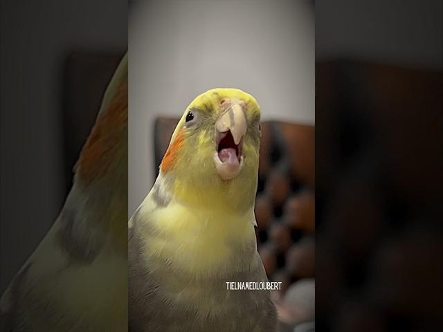 Loubert The Cockatiel Gives Raspberry Kisses | Tiel Named Loubert