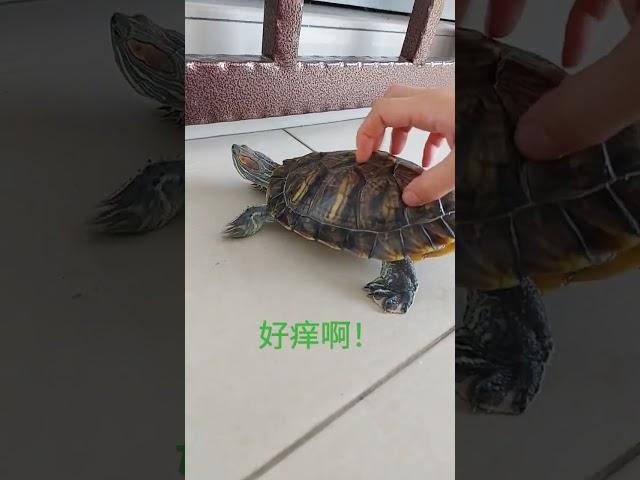 骚痒乌龟的一天#乌龟#养宠物 #可爱  #turtle #youtubeshorts