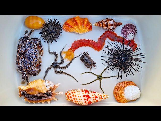 Finding hermit crab and ornamental fish, crab, conch, snail, shell, starfish, sea cucumber, anemone