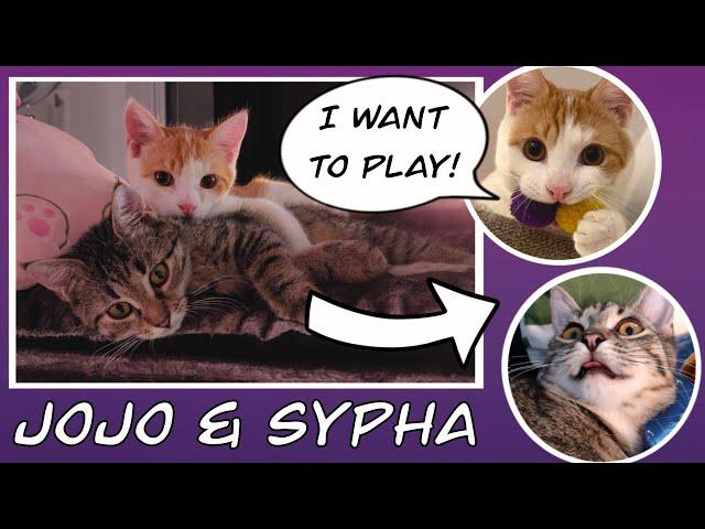 Jojo and Sypha - Journey to Independence