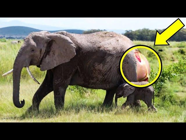 This Elephant Gave Birth And Cried For Hours, Staff Screamed When They Saw Her Offspring!!