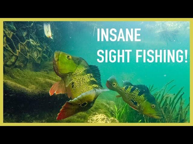 How Is This Water So CLEAR?!?!? Sight Fishing Peacock Bass