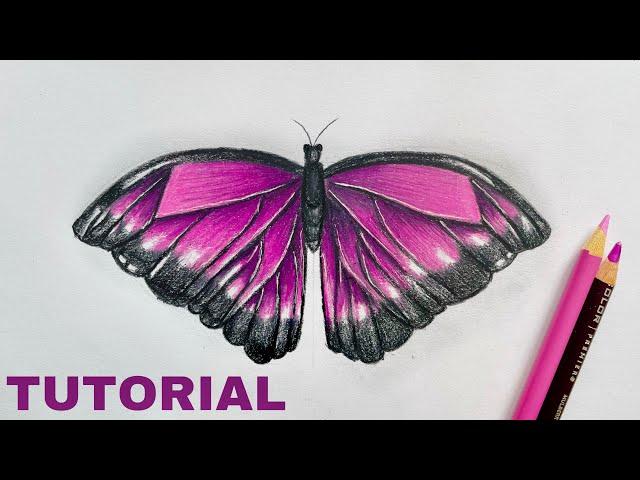 How To Draw A Butterfly | Colored Pencil Tutorial