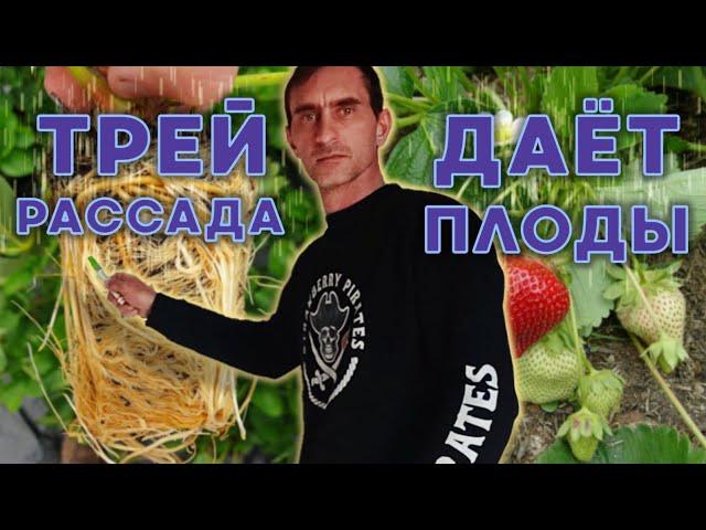 Трей рассада скоро урожай! (Trayplants)