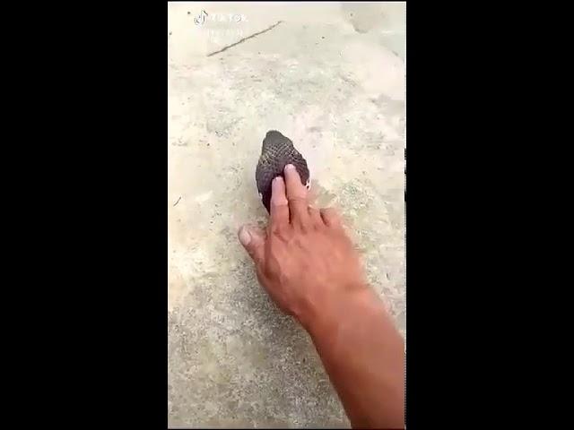 Новый прикол смотрите внимательно