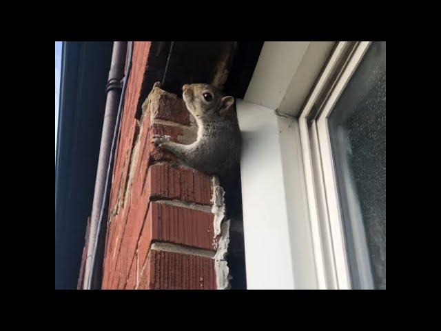 Neighbor: “How are squirrels getting inside my place?”