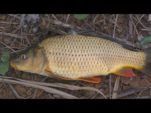 Рыбалка - охота  осенью на карпа (в сентябре). My fishing