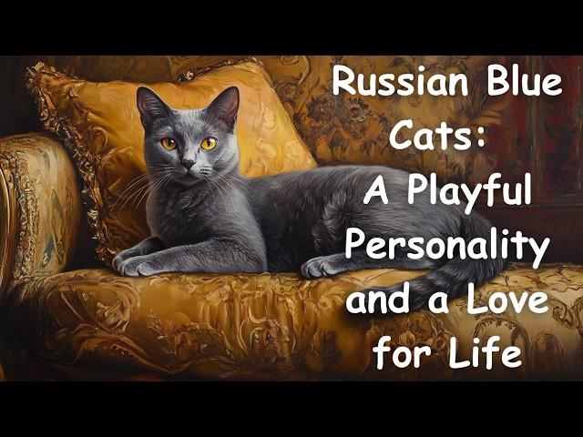 Russian Blue Cats: a Playful Personality and a Love for Life - English