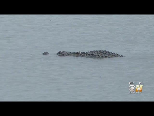 Alligator Sightings In Lakes In Tarrant And Denton Counties