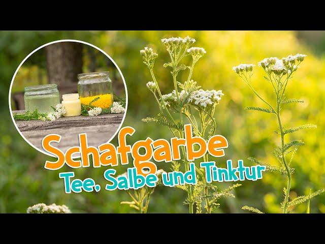 So wertvoll ist die Schafgarbe  Tee, Salbe und Tinktur  #garten #menstruation #heilpflanzen