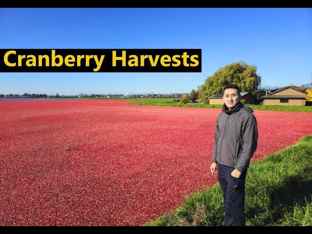 Cranberry Harvests, Richmond BC