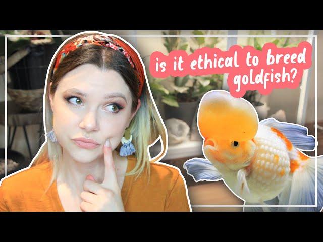 IS IT RIGHT TO BREED FANCY GOLDFISH? (why I no longer have goldfish)