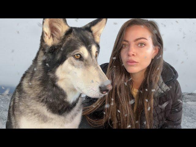 i rescued a wolf dog (left to die)