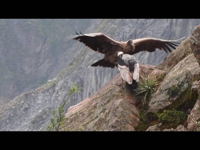 Condors of Colca Canyon, Peru April 8, 2016