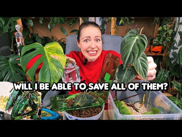 Trying to save new rare plants from cold damage