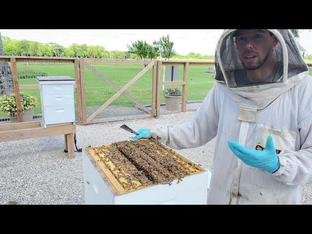 BEEKEEPING: How to Inspect a Hive During a Honey Flow