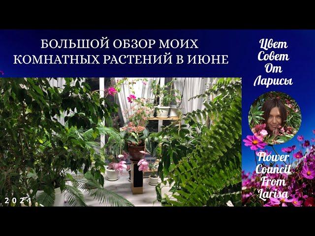 БОЛЬШОЙ ОБЗОР МОИХ КОМНАТНЫХ РАСТЕНИЙ В ИЮНЕ 2021