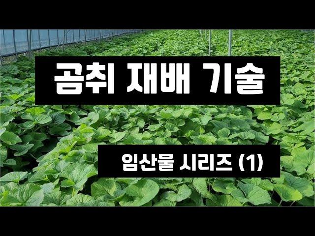 곰취 재배 기술 - 임산물 산나물류 1