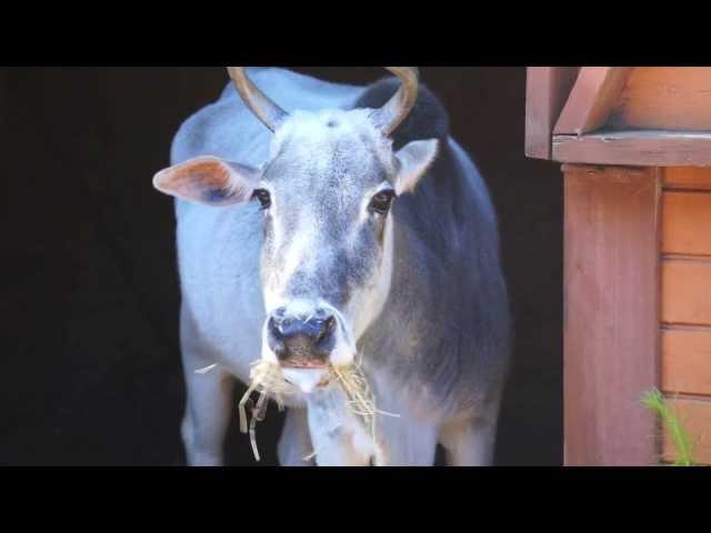 Zebu