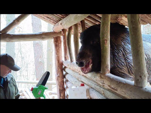 Строю лесной хутор с диким кабаном | МУХОМОРЫ по-Белорусски на ужин.