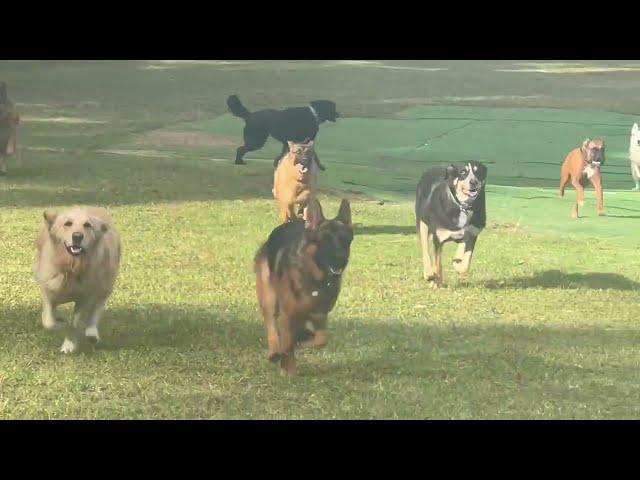 Shaking things up Marley boy!  Memphis & Mia best of friends!, Drone  invasion!