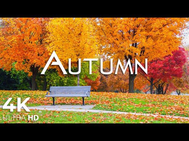 Enchanting Autumn Forests with Beautiful Piano Music4K Autumn Ambience & Fall Foliage