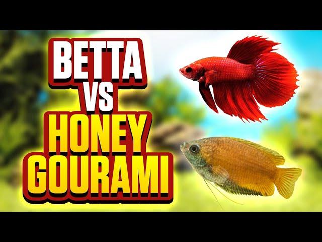 Betta Fish Vs Honey Gourami - Whats The Best Fish For Your Aquarium?