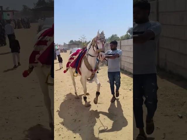 Horse dance 🩰 #horsedance #horse #horseriding #viralvideo #horselover