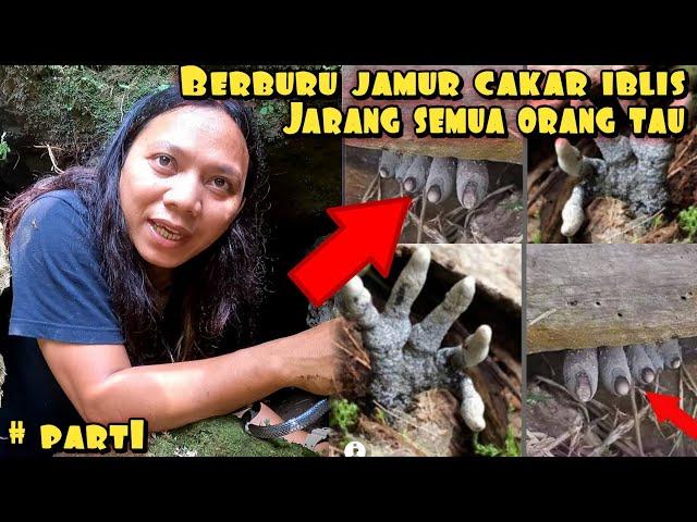 ILMU BARU BERBURU JAMUR LANGKA TUMBUH 5 TAHUN SEKALI