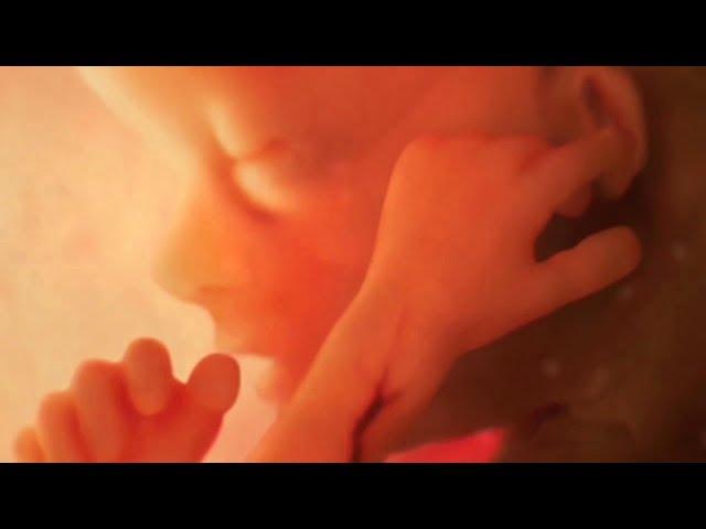От зачатия до рождения (потрясающая визуализация)