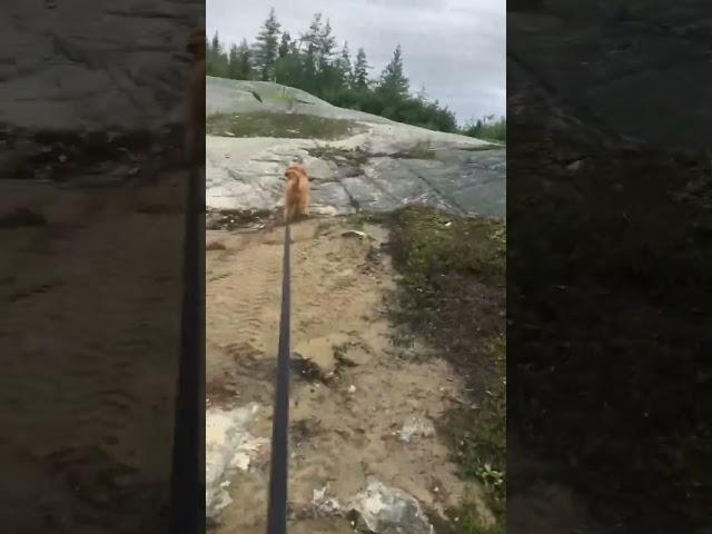 Honey meets brood of spruce grouse MINIATURE GOLDEN DOODLE