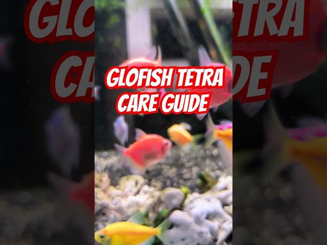 GLOFISH TETRA CARE GUIDE #aquarium #glofishtetra #tetra #fish #neontetra #petfish #fishtank #shorts