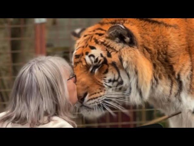 20 years of love between a tiger and a woman !