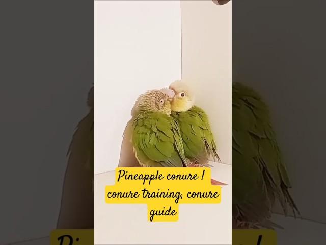 Pineapple conure! conure training!