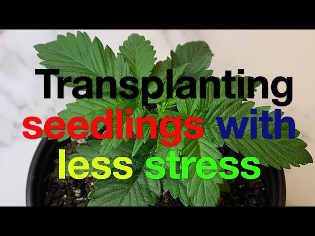 Transplanting cannabis seedlings