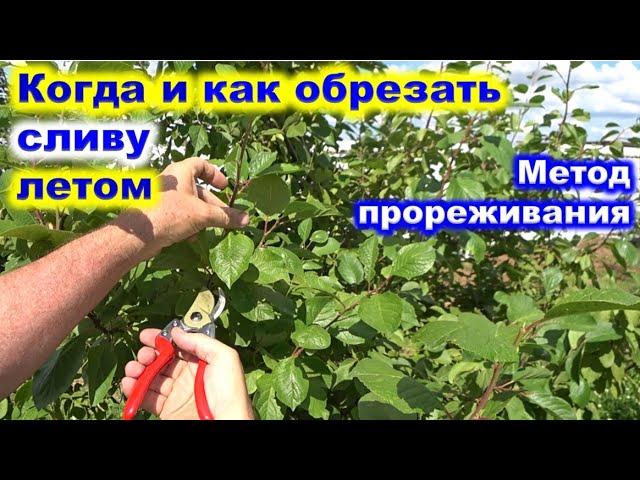 КОГДА и как ОБРЕЗАТЬ СЛИВУ ЛЕТОМ. Проводим прореживание сливы.