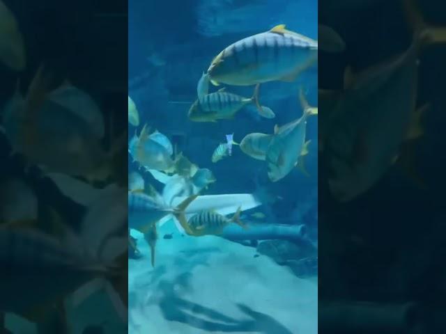 ##рекомендации #music