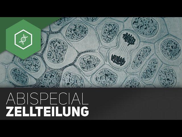 Zellteilung: Meiose, Mitose,...- Genetik Abi-Zusammenfassung (veraltet)