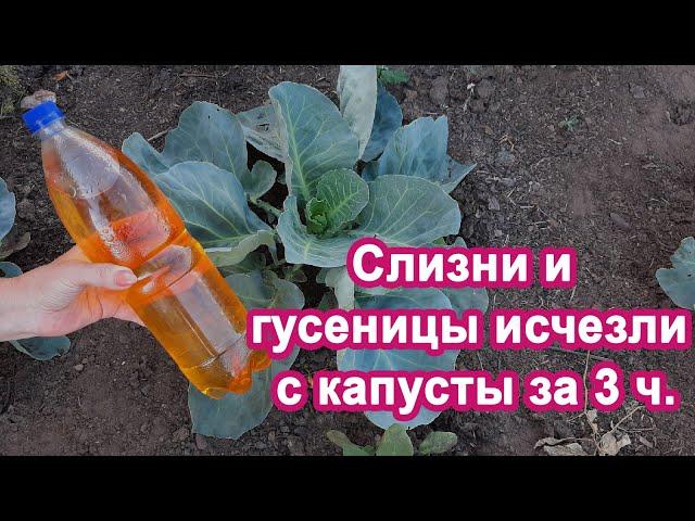 0.5 л под Капусту Слизни и гусеницы Исчезнут Объясняю как избавиться от вредителей на капусте.