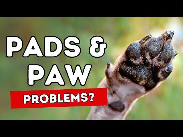 Pad Cracks and Paw Problems: 5 Home Remedies