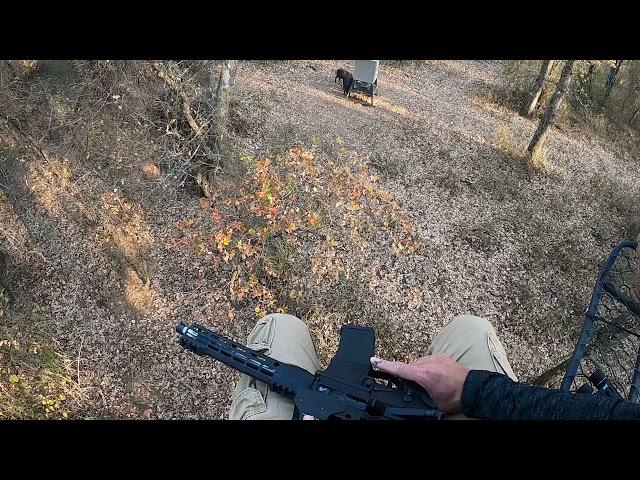 Texas Hog Hunting AR 15