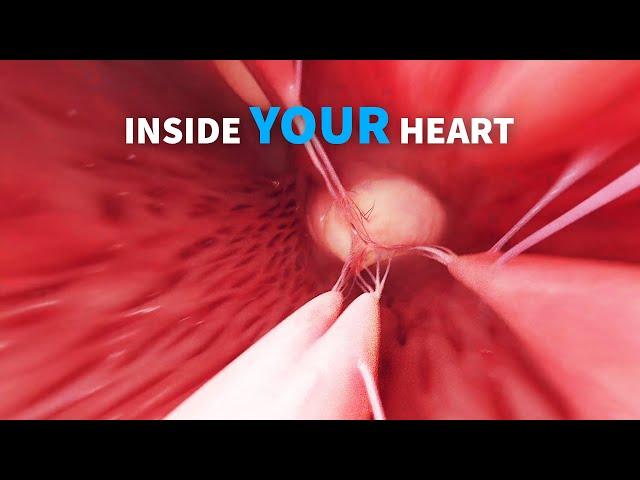 Anatomy of the right and left heart ventricle