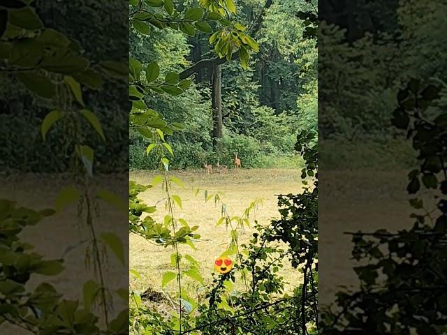 #Rehe #natur #wildtiere #family #beautyful