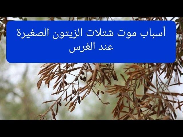 أسباب موت شتلات الزيتون الصغيرة عند الغرس