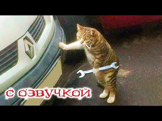 Приколы с котами с озвучкой! САМЫЕ СМЕШНЫЕ ЖИВОТНЫЕ! Тест на психику!