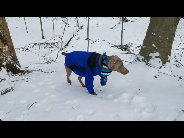 David Johansen - Old Dog Blue - Holder The Weimaraner