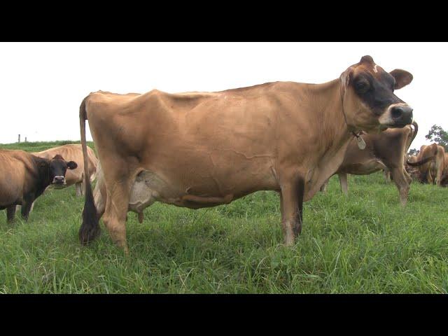 Jer Gyr Cruzamiento lechero para el trópico medio y bajo Ganadería la Marisa - Mundo del Campo