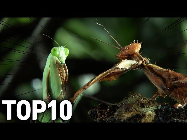 괴곤전 시즌1 베스트 경기 TOP 10